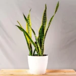 Aglaonema Tigress In Self Watering Pot