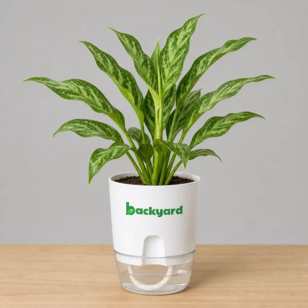 Aglaonema Tigress In Self Watering Pot