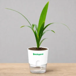 Areca Palm Plant In Self-Watering Pot