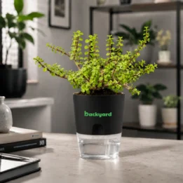 Jade Plant [Lucky Plant] In Self-Watering Pot [Round]
