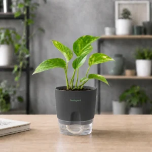 Money Plant in Self-Watering Pot [Round]