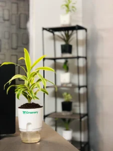 Zamioculcas Zamiifolia Zamia - ZZ Plant In Self Watering Pot