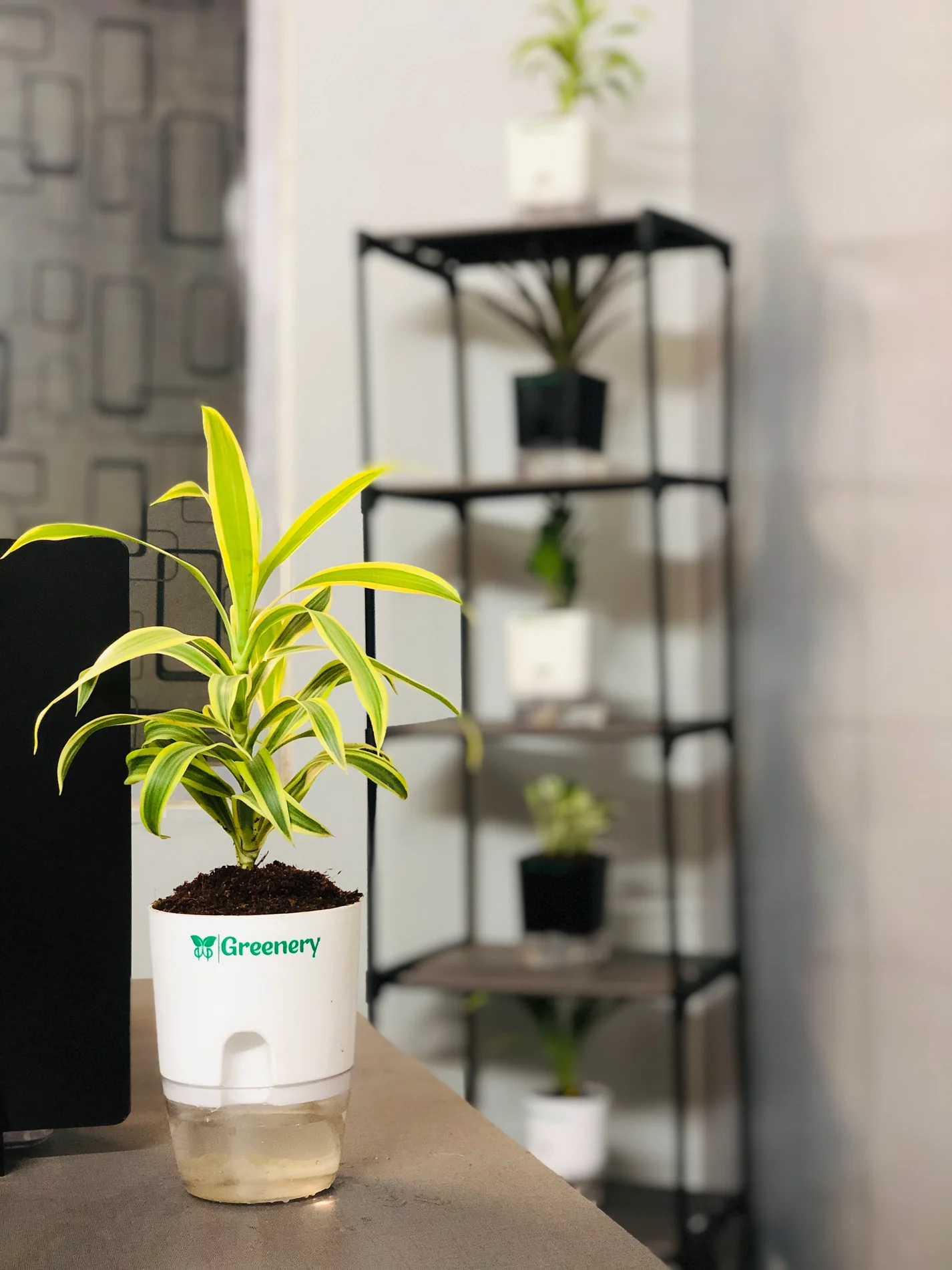 Areca Palm Plant In Self-Watering Pot