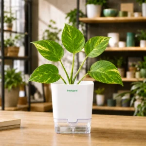 Money Plant in Self-Watering Pot [Square]