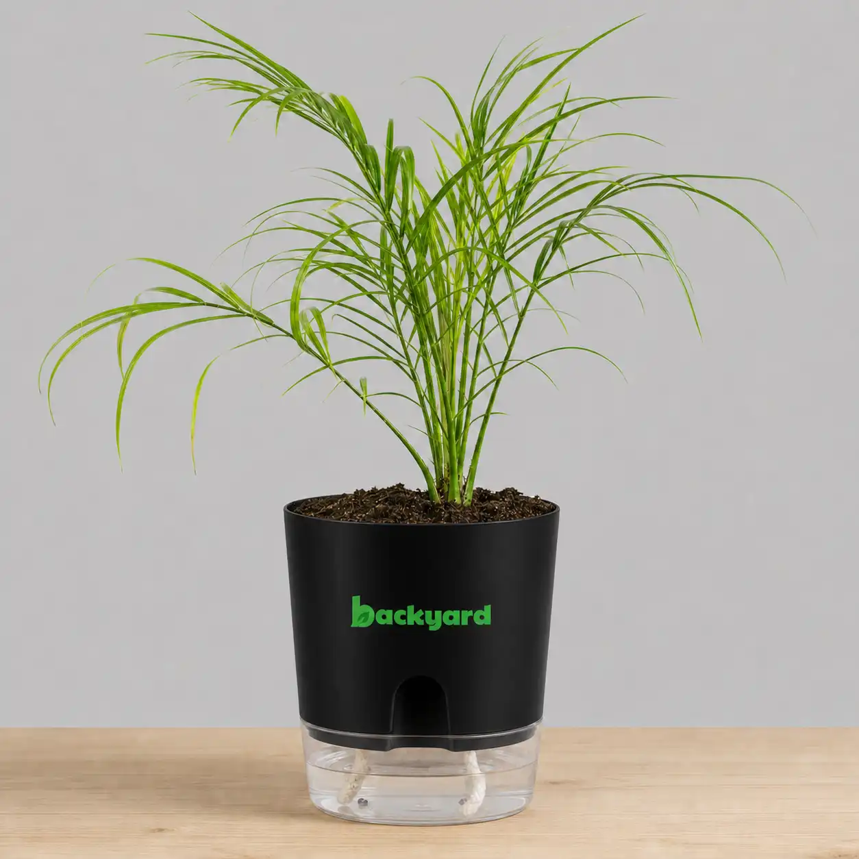 Phoenix Palm In Self Watering Pot - Image 9