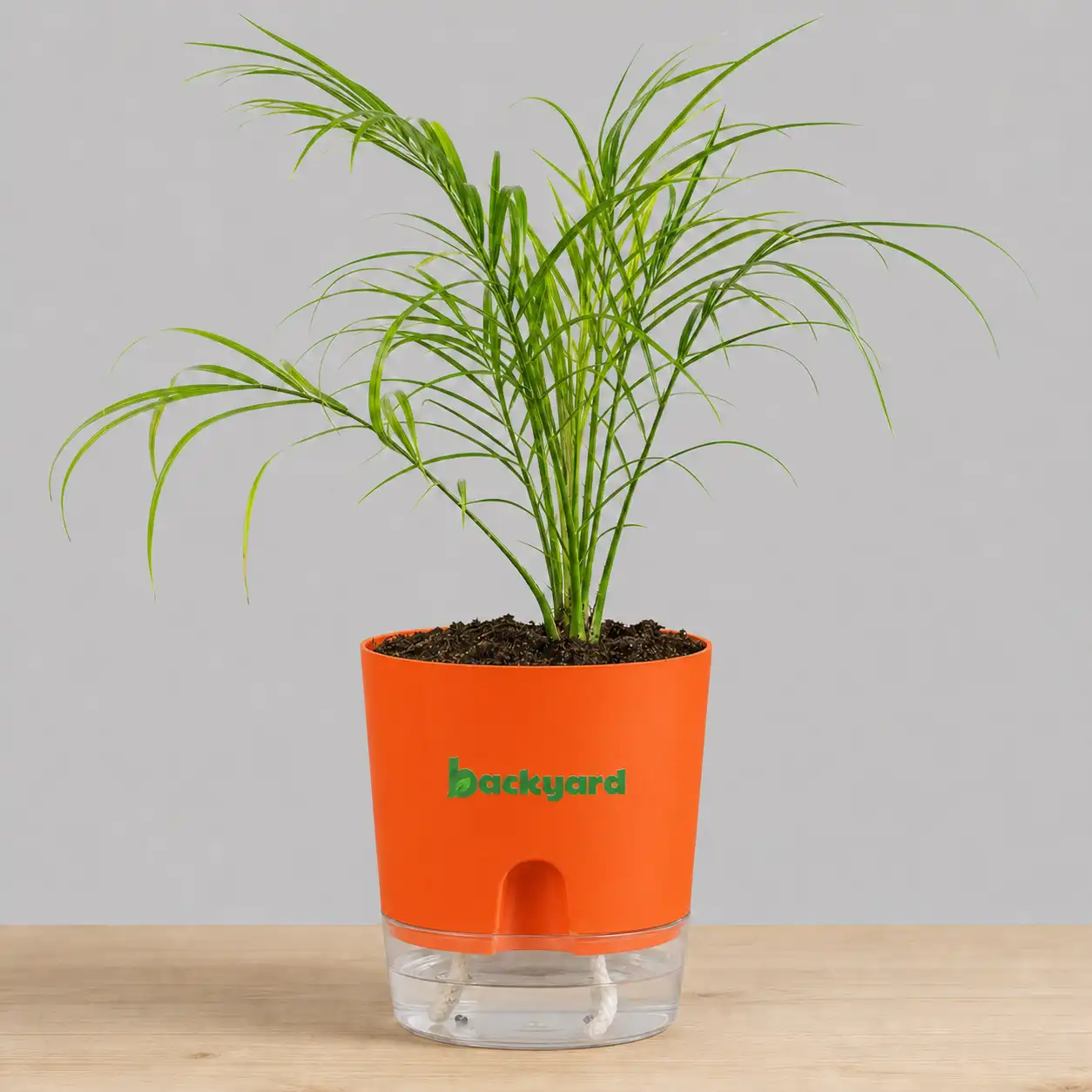 Phoenix Palm In Self Watering Pot - Image 6