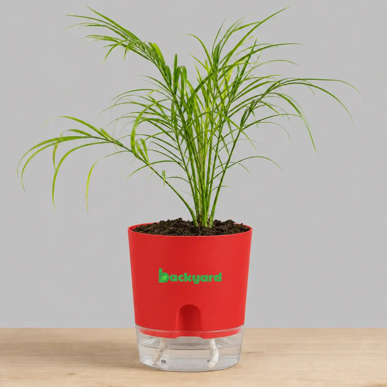 Phoenix Palm In Self Watering Pot - Image 4