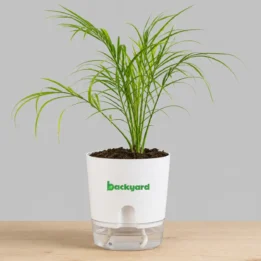 Phoenix Palm In Self Watering Pot
