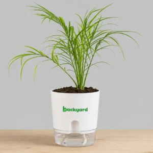 Phoenix Palm In Self Watering Pot