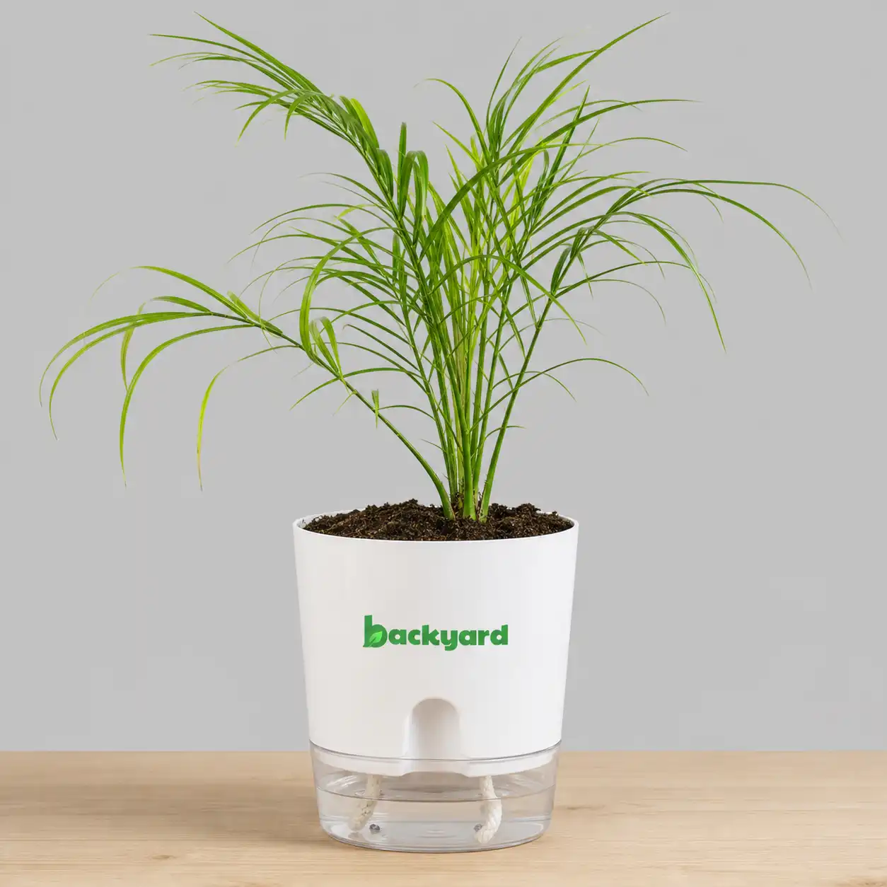 Phoenix Palm In Self Watering Pot