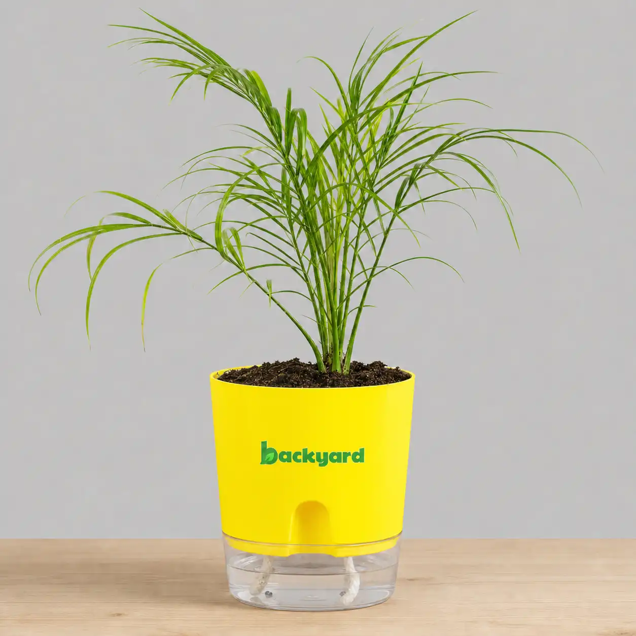 Phoenix Palm In Self Watering Pot - Image 5