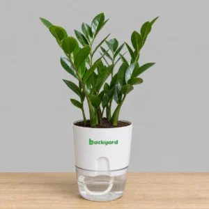 Zamioculcas Zamiifolia Zamia - ZZ Plant In Self Watering Pot