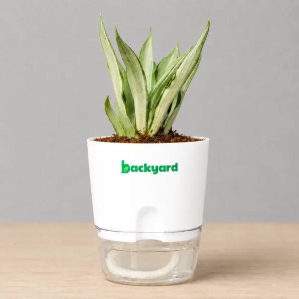 Agave Plant In Self Watering Pot