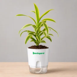 Dracaena Reflexa (Song of India) Plant In Self Watering Pot