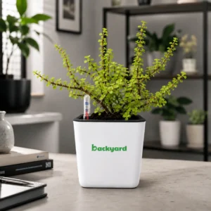 Money Plant in Self-Watering Pot [Square with Water Level Indicator]