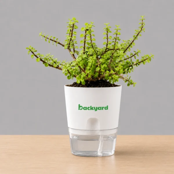 Jade Plant [Lucky Plant] In Self-Watering Pot