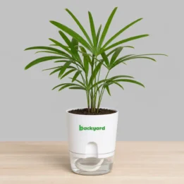 Lady Palm In Self Watering Pot