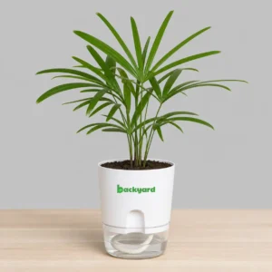 Lady Palm In Self Watering Pot
