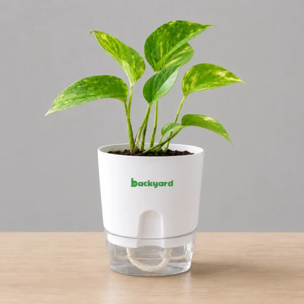 Money Plant in Self-Watering Pot