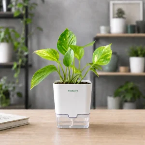 Money Plant in Self-Watering Pot [Square]