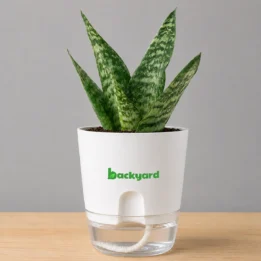 Sansevieria Green Snake Plant – Self-Watering Square Pot