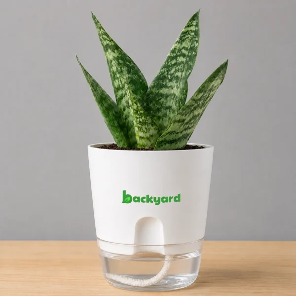 Sansevieria Green Snake Plant – Self-Watering Square Pot
