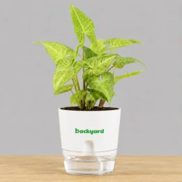 Syngonium Podophyllum (White Butterfly) in Self Watering Pot