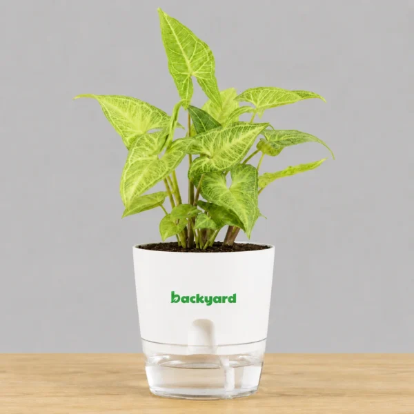 Syngonium Podophyllum (White Butterfly) in Self Watering Pot