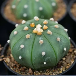 Star Cactus(Astrophytum asterias)