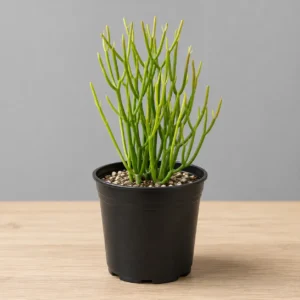 Pencil Cactus | Firestick Plant – Euphorbia tirucalli