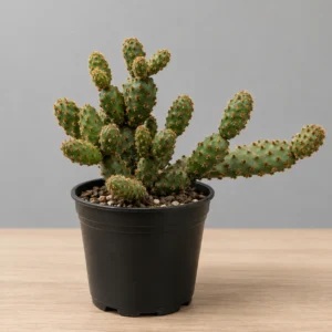Opuntia Monacantha