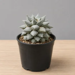 Ariocarpus Retusus