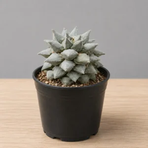 Ariocarpus Retusus