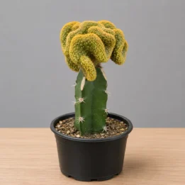 Brain Cactus – Mammillaria pilcayensis Cristata