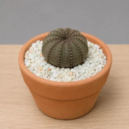 Frailea castanea – Miniature Chestnut Button Cactus
