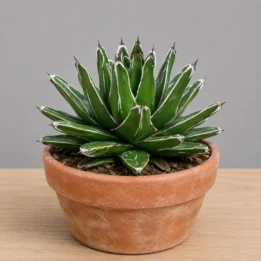 Agave Victoria