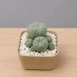 Lophophora – Rare Spineless Button Cactus