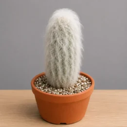 Old Man Cactus – Cephalocereus senilis