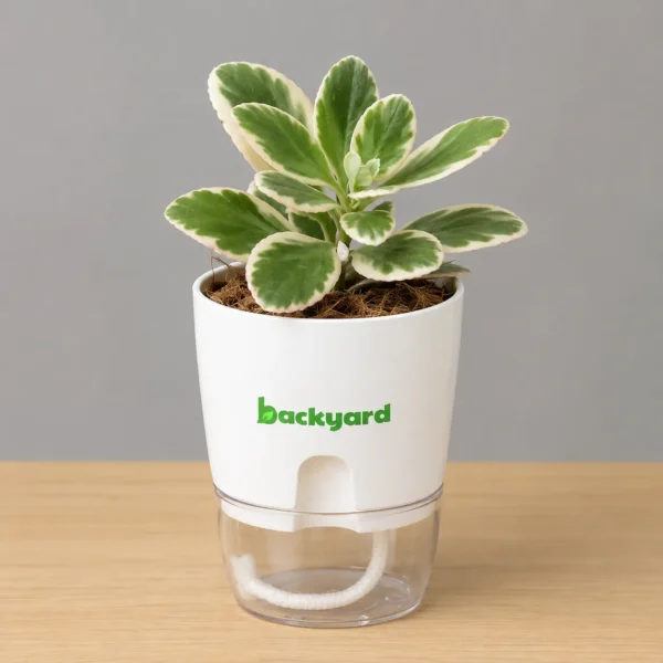 Variegated Crassula – Cream-Edged Succulent Plant