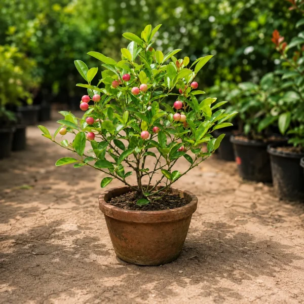Carissa carandas – Karonda Fruit Plant