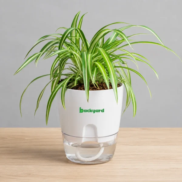 Spider Plant – Variegated Chlorophytum Indoor Plant