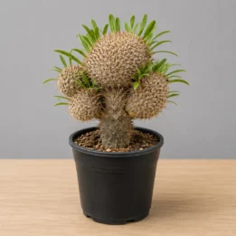 Lobivia Winteriana