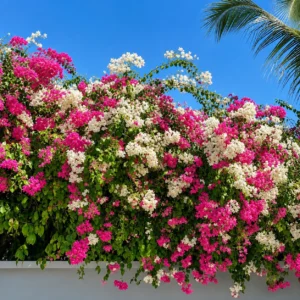 Bougainvillea Plant (Pink & White)