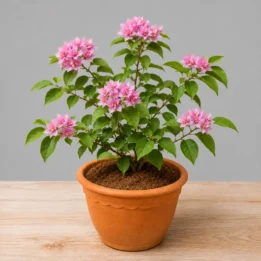 Bougainvillea Plant