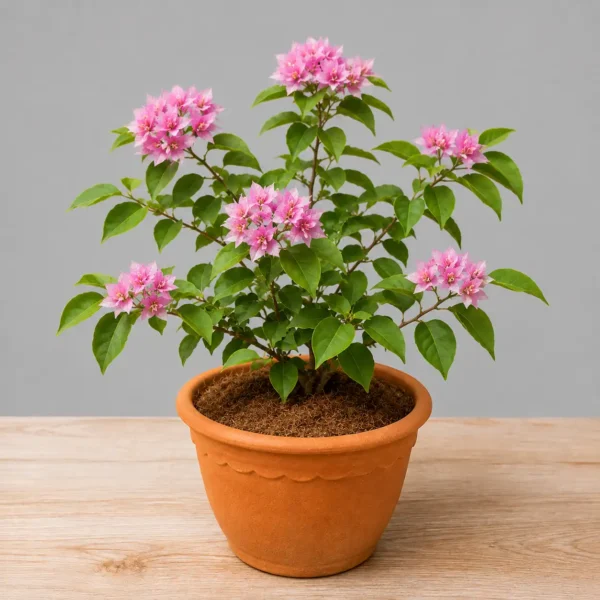Bougainvillea Plant