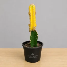 Cereus Peruvianus Grafted Cactus – Yellow Columnar Cactus