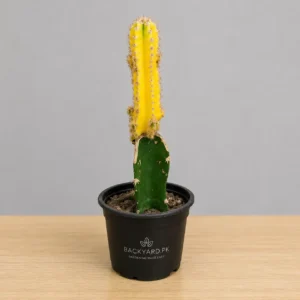 Cereus Peruvianus Grafted Cactus – Yellow Columnar Cactus