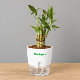 Lucky Bamboo – Premium Indoor Good Luck Plant