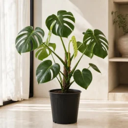 Monstera Deliciosa – Swiss Cheese Plant