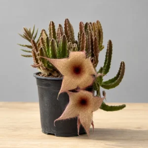 Stapelia divaricata – Rare Star-Flower Succulent